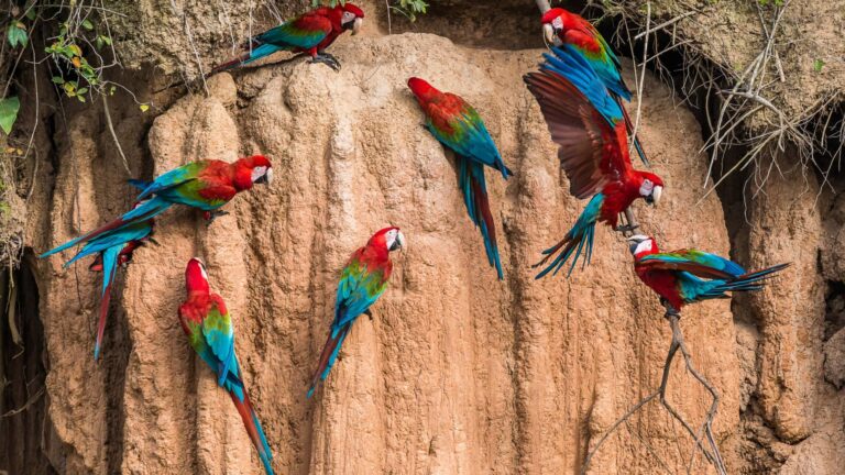 Tour Collpa de Araras: Uma Experiência Única na Selva de Tambopata