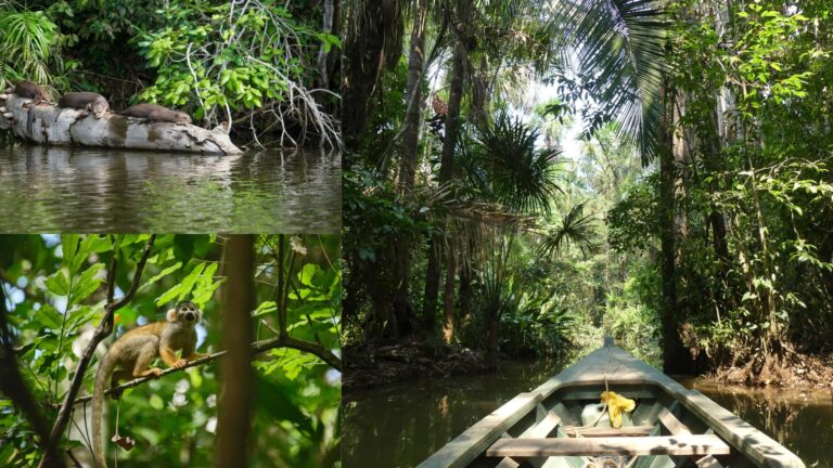 Tour Lago Sandoval Tambopata: Aventura Amazônica Completa de 4 Dias